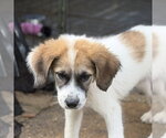 Spartacus - Male Great Pyrenees Dog for Adoption - Small photo
