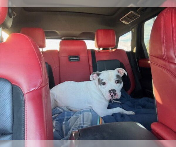 Medium Photo #1 American Pit Bull Terrier-Unknown Mix Puppy For Sale in Las Vegas, NV, USA