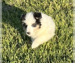 Small #20 Shetland Sheepdog