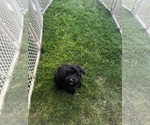 Puppy Puppy 5 Cavapoo (Miniature)