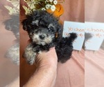 Small Photo #7 Yo-Chon Puppy For Sale in HAMPTON, VA, USA