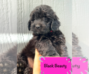 English Cream Golden Retriever-Poodle (Standard) Mix Puppy for sale in GOLDEN, CO, USA