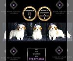 Puppy Rio F1B Maltipoo