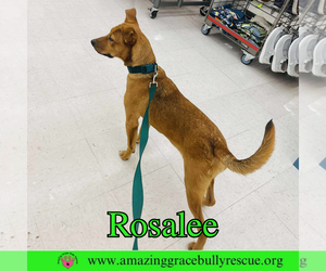 Rosalee - Female Chow Chow-Unknown Mix Dog for Adoption - Photo #17