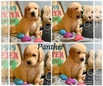 Small Photo #20 Golden Retriever-Goldendoodle Mix Puppy For Sale in LEICESTER, NC, USA