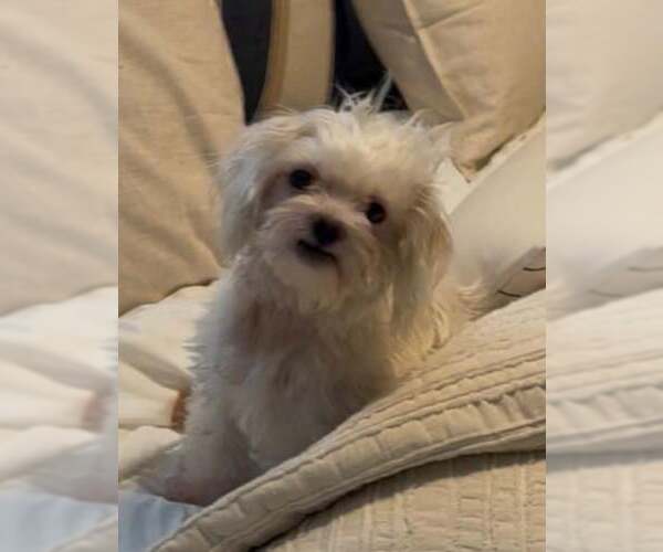 Medium Photo #5 Shih Tzu Puppy For Sale in Tempe , AZ, USA