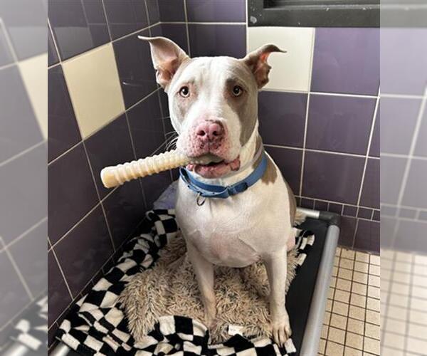 Medium Photo #2 American Pit Bull Terrier-Bull Terrier Mix Puppy For Sale in Denver, CO, USA