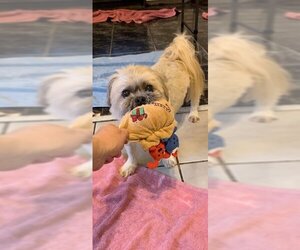 Geoffrey David - Male Shih Tzu Dog for Adoption - Photo #8