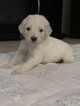 Small Photo #29 Goldendoodle Puppy For Sale in VACAVILLE, CA, USA
