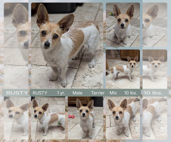 Medium Photo #1 Mutt Puppy For Sale in Mesa, AZ, USA