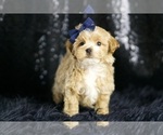 Small Photo #73 Maltipoo Puppy For Sale in WARSAW, IN, USA