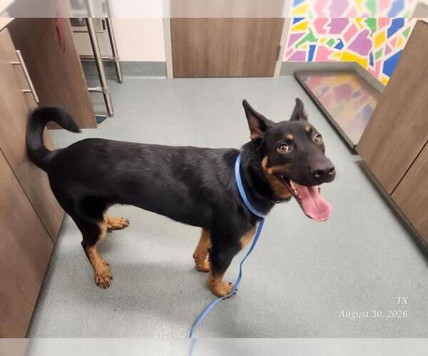 Medium Photo #1 German Shepherd Dog Puppy For Sale in Baytown, TX, USA