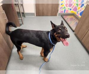 German Shepherd Dog Dogs for adoption in Baytown, TX, USA