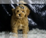 Small #3 Goldendoodle (Miniature)