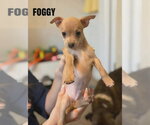 Small Chihuahua Mix