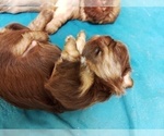 Small Photo #4 Shih Tzu Puppy For Sale in FANNING SPGS, FL, USA
