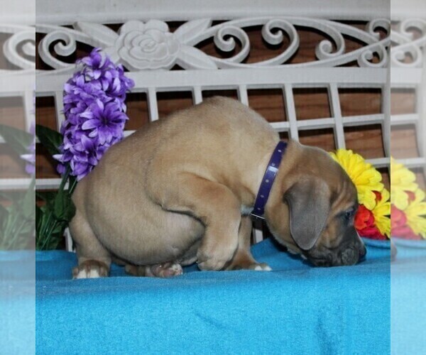 Medium Photo #3 Boerboel Puppy For Sale in NOTTINGHAM, PA, USA