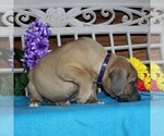Small Photo #3 Boerboel Puppy For Sale in NOTTINGHAM, PA, USA