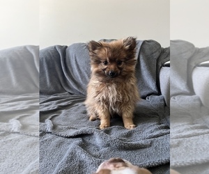 Pomeranian Puppy for sale in BEECH GROVE, IN, USA