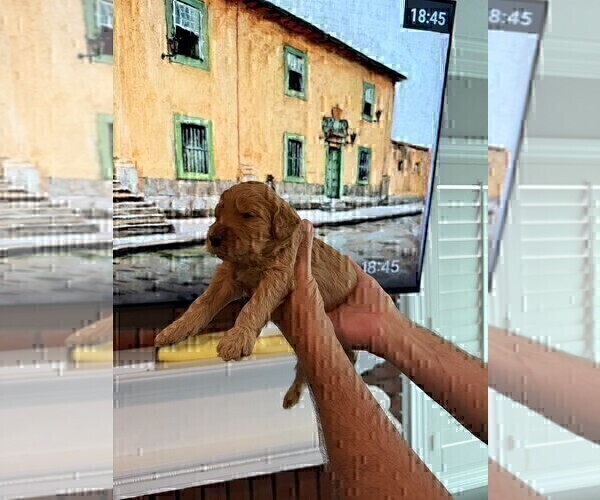 Medium Photo #14 Goldendoodle Puppy For Sale in HUNTINGTON BEACH, CA, USA
