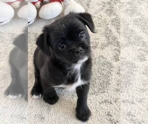 Poodle (Miniature)-Unknown Mix Dogs for adoption in Tenafly, NJ, USA