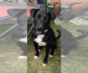 Border Collie-Unknown Mix Dogs for adoption in Conway, AR, USA