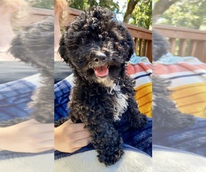 Havashu-ShihPoo Mix Puppy for sale in ALBANY, OR, USA