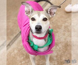 Labrador Retriever-Unknown Mix Dogs for adoption in Washington, DC, USA