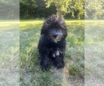 Small #32 Poodle (Miniature)