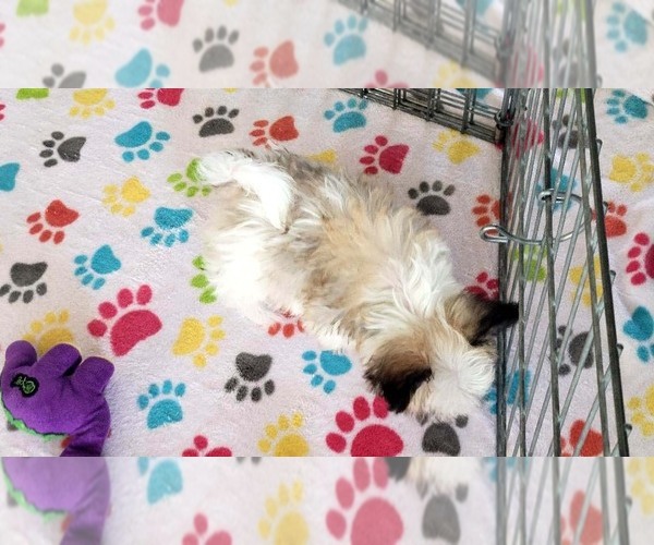 Medium Photo #7 Papitese Puppy For Sale in ORO VALLEY, AZ, USA