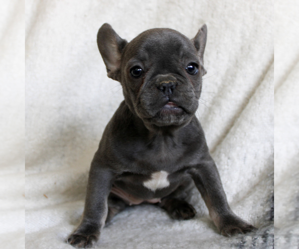 Medium Photo #1 French Bulldog Puppy For Sale in MANHEIM, PA, USA