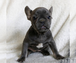 Small Photo #1 French Bulldog Puppy For Sale in MANHEIM, PA, USA