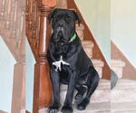 Small #3 American Pit Bull Terrier Mix