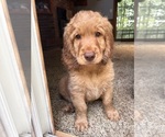 Puppy 1 Cock-A-Poo-Goldendoodle Mix