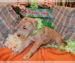 Small Photo #78 Great Dane Puppy For Sale in SPRAGGS, PA, USA