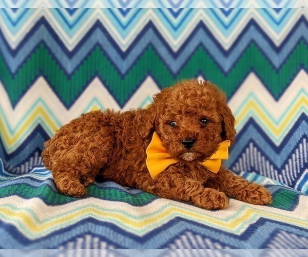 Medium Photo #5 Poodle (Miniature) Puppy For Sale in KINZERS, PA, USA