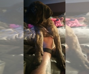 Bullmastiff Puppy for sale in YOUNGSTOWN, OH, USA