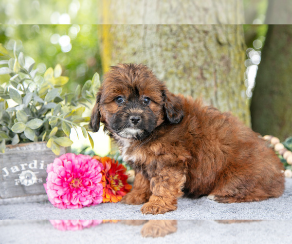 Medium Photo #3 Shih-Poo Puppy For Sale in SHILOH, OH, USA