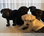 Small #18 Schnauzer (Miniature)