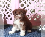 Small #2 Miniature Australian Shepherd-Poodle (Toy) Mix
