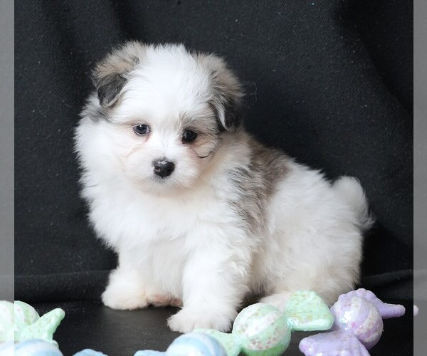 Medium Photo #4 Maltipom Puppy For Sale in ROCK VALLEY, IA, USA