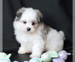 Small #3 Maltipom