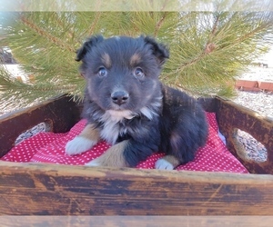 Miniature Australian Shepherd Puppy for sale in CANON CITY, CO, USA