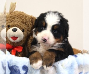 Bernese Mountain Dog Puppy for sale in FREDERICKSBURG, OH, USA