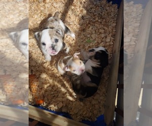Bulldog Puppy for sale in PORT RICHEY, FL, USA