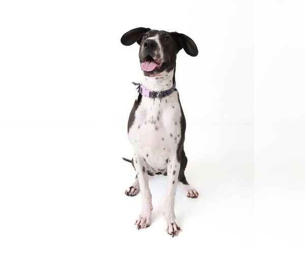 Medium Photo #13 Basset Hound-Great Dane Mix Puppy For Sale in Bullard, TX, USA