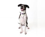 Small #12 Basset Hound-Great Dane Mix