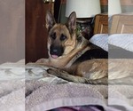 Small Photo #64 German Shepherd Dog Puppy For Sale in LA FAYETTE, NY, USA