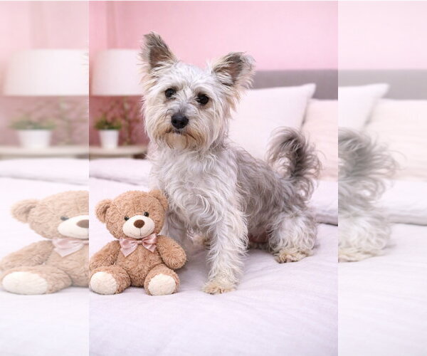 Medium Photo #1 Mutt Puppy For Sale in Bon Carbo, CO, USA