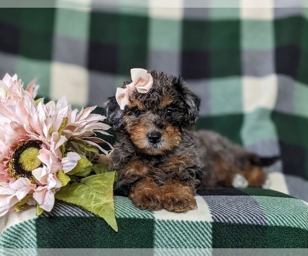 Medium Photo #6 Bichpoo Puppy For Sale in LINCOLN UNIVERSITY, PA, USA